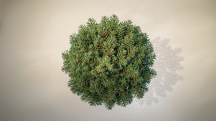 Round Evergreen Shrub Isolated on Light Background