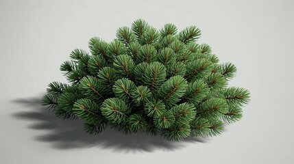 Pine Tree Top View Isolated on Neutral Background