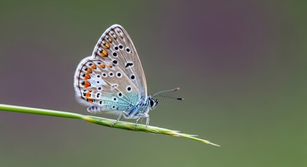 Obraz premium Delicate blue butterfly with orange spots rests on a green blade of grass