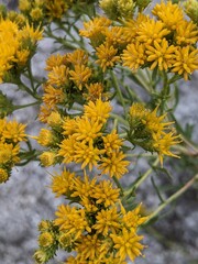 yellow chrysanthemum flowers