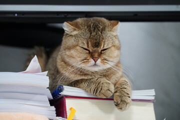 Adorable brown cat with closed eyes resting on a pile of books in a cozy indoor setting, showcasing a relaxed and serene atmosphere