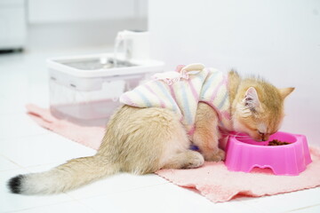 Cute domestic cat wearing a striped sweater eating from a pink bowl on a soft mat near a water fountain in a bright and clean indoor setting