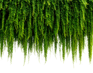 Lush green cascading foliage, organic nature
