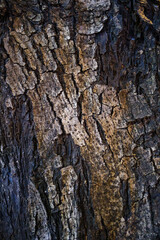 Obraz premium Detailed closeup of rough textured tree bark with deep cracks, ridges, and earthy brown tones, natural abstract wood pattern background, macro photography