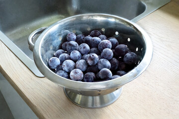 Preparing Homegrown Harvested Seasonal Produce for Preserving - Heritage Damsons (Prune Plums) in a Metal Colander for Jam Making