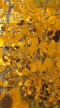 yellow autumn leaves