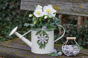 Weihnachts-Arrangement mit Christrosen (Helleborus niger) in Gießkanne und Zapfen im Korb © Natalia Greeske
