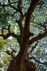 Majestic old tree trunk and branching canopy viewed from below, twisting dark branches spreading through dense green leaves in forest, nature background showing strength and growth