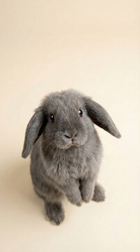 Fluffy Bunny Rabbit Standing on Hind Legs Looking Up