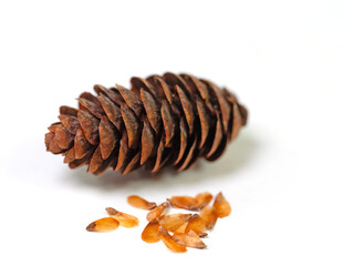Fichtenzapfen und Samen vor weißem Hintergrund