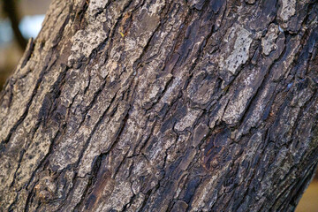 Close up of rough brown tree bark texture on trunk, natural cracked wooden surface detail for abstract organic background or nature pattern
