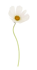 Obraz premium White cosmos flowers with waved stem isolated on white or transparent background
