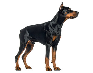 Obraz premium Sleek, black and tan canine, muscular build, alert pose