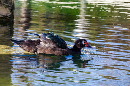 La dom&eacute;stica, Cairina moschata domestica (Donkin 1989), conocida como pato criollo, carraco o pato dom&eacute;stico americano