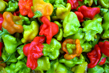 Pile of fresh bishop’s crown peppers filling the frame with unusual shapes. Represents chili varieties, homegrown harvest, natural food diversity, culinary creativity, and small-scale agriculture.
