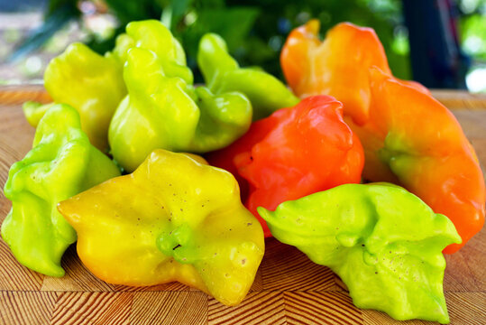 Fresh Cambuci pepper with distinctive bell-like shape and color gradient. Represents rare pepper varieties collection, garden produce diversity, culinary ingredients, and organic farming results.