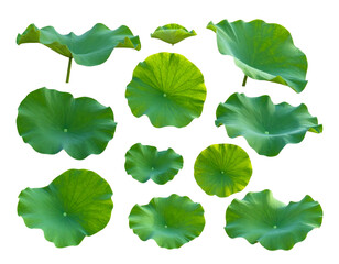 Fresh green foliage collection, isolated