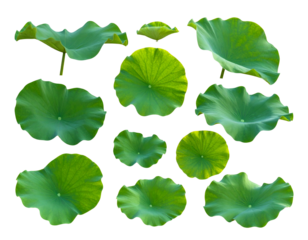 Fresh green foliage collection, isolated