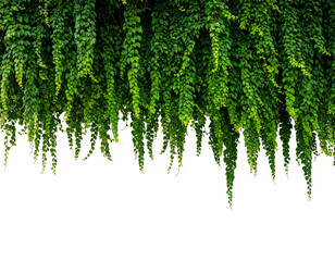 Lush green hanging vines cascade downwards