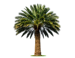 Tall, verdant tree with a thick, textured trunk