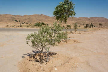 Rośliny w Matmata Tunezja
