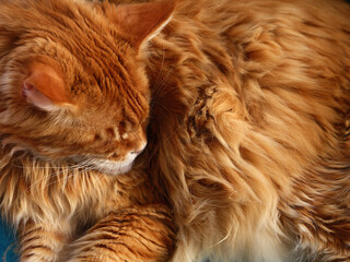 A napping red Maine coon cat. Close up.