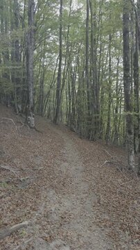 Personal perspective walking on hiking trail in beech forest