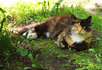  Cat with a tricolor coat color lies among the thick green grass.