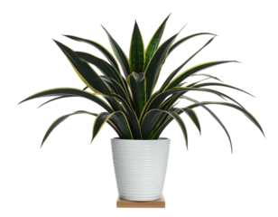 Tall, variegated leaves in a white pot