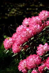 Rhododendronbl&uuml;te im botanischen Garten Christiansberg
