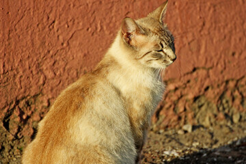 Cat sitting with eyes closed.