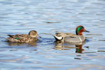 Green-winged teal