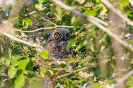 Great horned owl