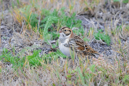 Lapland Longspur bird