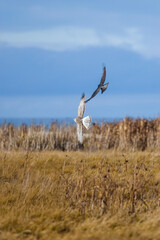 Fototapeta premium Northern harrier bird