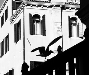 silhouette of a seagull on a venetian style house