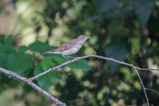  Swainson's Thrush bird