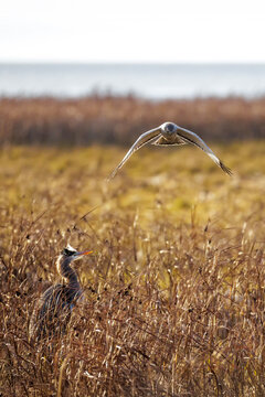 Northern harrier bird