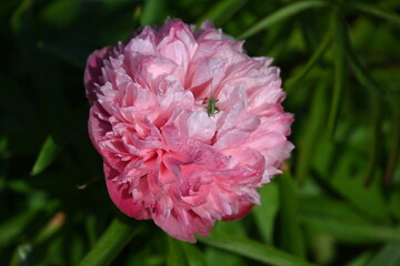 Bl&uuml;te einer Pfingstrose mit jungem Heupferd