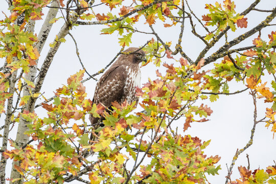 Red-tailed hawk bird