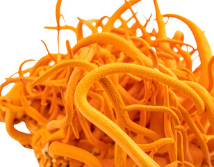 Vivid orange fungal tendrils clustered together