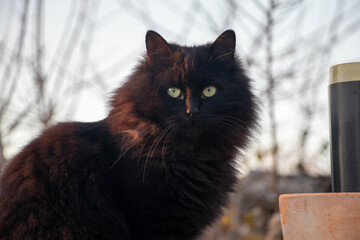 A young black cat looking in the distance. Cat photo. Animal photo