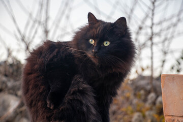 A young black cat looking in the distance. Cat photo. Animal photo