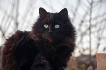 A young black cat looking in the distance. Cat photo. Animal photo