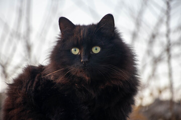 A young black cat looking in the distance. Cat photo. Animal photo