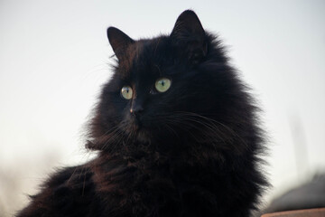 A young black cat looking in the distance. Cat photo. Animal photo