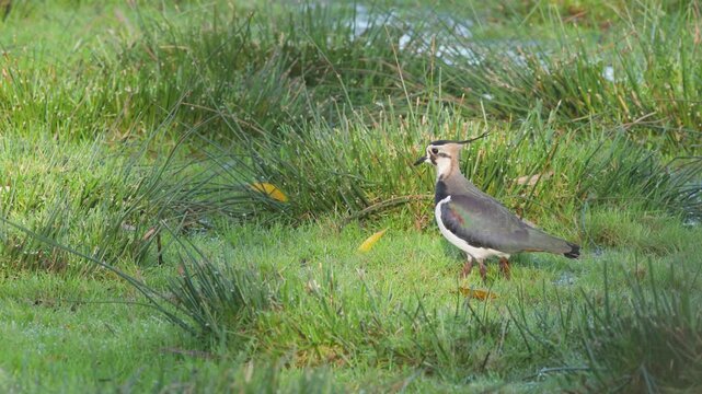 Northern Lapwing, Vanellus vanellus, bird on marshes