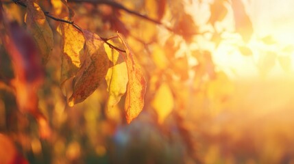 Fototapeta premium Sunlight shines through autumn leaves in a tree during evening hours
