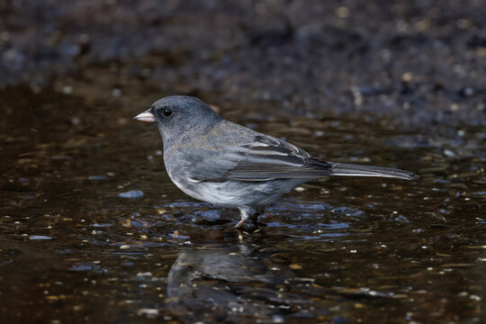 Dark-eyed junco slate colored