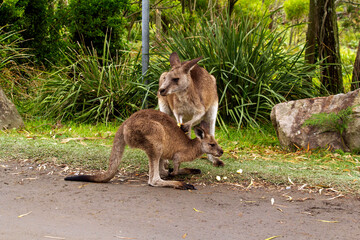 Eastern Grey Kangaroo (Macropus giganteus) with joey on grassy field © Tara